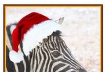 Zoo: Eintrittspreise selbst bestimmen