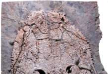 Neue Ursaurierart in der Pfalz entdeckt