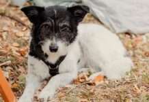 Der ewige Platz 1 – TASSO veröffentlicht die jährliche Liste der beliebtesten Hunderassen