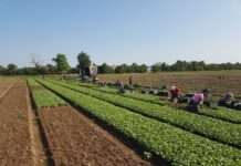 Nitratfrachten aus dem Gemüsebau im Grundwasser auf der Spur