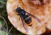Meldeaufruf zur Asiatischen Hornisse ist ein durchschlagender Erfolg für die Stiftung Natur und Umwelt RLP & Partner