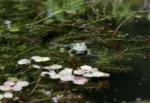 Gartenteiche, Obstbäume, kommunales Grün