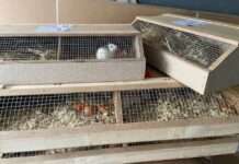 Autobahnpolizei verhindert nicht artgerechten Tiertransport…