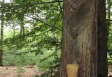 Das Blut der Bäume – Vom Baumharz zum nordischen Weihrauch