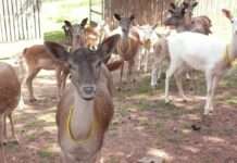 Rund um Gesundheit und Gehege des Damwilds