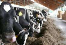 Rund um die Mutterkuhhaltung