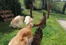 Eigene Eier erzeugen