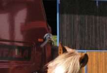 Fachgerechter Transport von Pferden