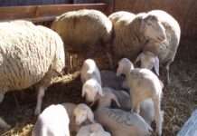 Geburtshilfe bei Schafen und Ziegen