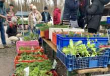 Frisches Grün für den lebendigen Garten