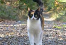 TASSO warnt davor, Katzen einfach zu behalten