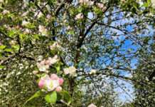 Kleine Früchtchen ganz groß