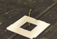 Erfolgreich trotz immenser Hindernisse