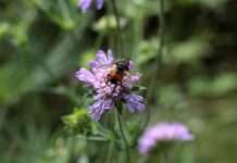 Sensenkurs, Pflanzenbörse und Garten-Workshops