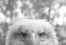 „Alle Vögel sind schon da?“ – Literarisch-musikalischer Streifzug mit Elke Heidenreich und Marc-Aurel Floros