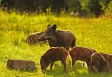 Horrido und Waidmannsheil!