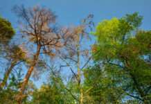 Für mehr Sicherheit bei Führungen im Wald