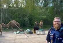 Ein Kamel als Ausbruchshelfer