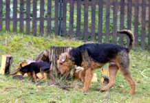 Kleiner Happen mit tödlichen Folgen