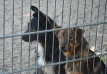 Neues Zuhause für Tierschutztiere