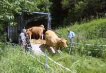 Fachgerechter Transport von Nutztieren