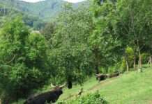 Regionale und köstliche Gerichte vom Weiderindfleisch