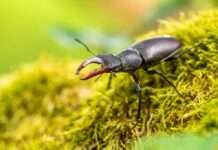 Warum jede einzelne Art wichtig ist…