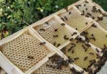 Verdacht auf amerikanische Faulbrut bei Bienen in Weilerbach