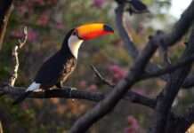 „NEULAND – 200 Jahre Auswanderung nach Brasilien“