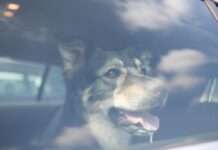 TASSO-Appell: Lassen Sie Ihren Hund nicht im heißen Auto zurück