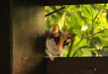 Ausstellung „Gartenschläfer in Rheinland-Pfalz“