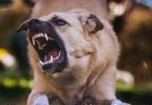 Gefährliche Hundebisse: Polizei appelliert an Hundehalter und Passanten