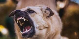 Gefährliche Hundebisse: Polizei appelliert an Hundehalter und Passanten