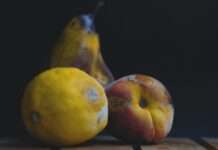 Vortrag „Schimmelpilze und Mykotoxine – Vorkommen, Exposition und Risiken für Mensch und Umwelt“ am 13. Juni an der RPTU