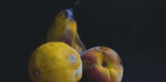 Vortrag „Schimmelpilze und Mykotoxine – Vorkommen, Exposition und Risiken für Mensch und Umwelt“ am 13. Juni an der RPTU