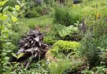 Naturnahes Gärtnern: Gartenführung in einem Mußbacher Privatgarten