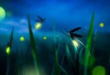 Es ist Glühwürmchen-Zeit!