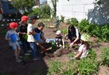 Kinder pflanzen und ernten auch in diesem Jahr wieder selbst