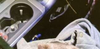 Ausgesetztes Katzenbaby in Sicherheit gebracht