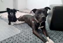 Hunde im Büro? – TASSO nennt die Vorteile für Mensch und Tier