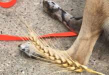 Klein, schmerzhaft und gefährlich