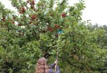 Wertschätzung für regionales Obst und die Kulturlandschaft Streuobstwiese