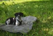 So schützen Sie Ihr Heimtier vor den Hitze-Gefahren im Sommer