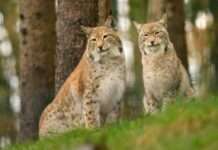 Sommerferienangebot für Kinder am Haus der Nachhaltigkeit zum Thema Luchs