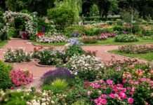 Ein Garten der Vielfalt – Vortrag über den Zweibrücker Rosengarten