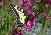 Tiere im Garten entdecken und bestimmen