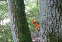 Ein interaktives Wald-Puppentheater am Haus der Nachhaltigkeit