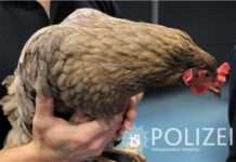 Wer vermisst ein Huhn?