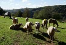 „Echt Schaf“ – Aktionstag für Familien