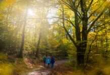 Wanderhalbmarathon in Johanniskreuz